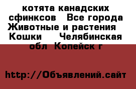 котята канадских сфинксов - Все города Животные и растения » Кошки   . Челябинская обл.,Копейск г.